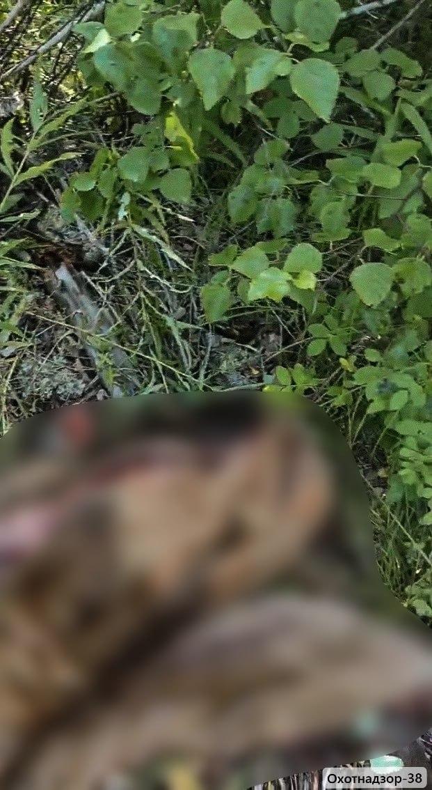 Самку благородного оленя убили браконьеры в Ольхонском районе Во время...