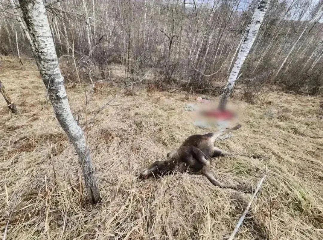 Абаканец застрелил двух лосих и пытался выдать себя за полицейского Мужчина...