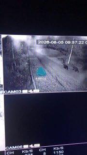 Вечерний медвежий променад рядом с дачами между Колягино и Пугачево. Людям по...