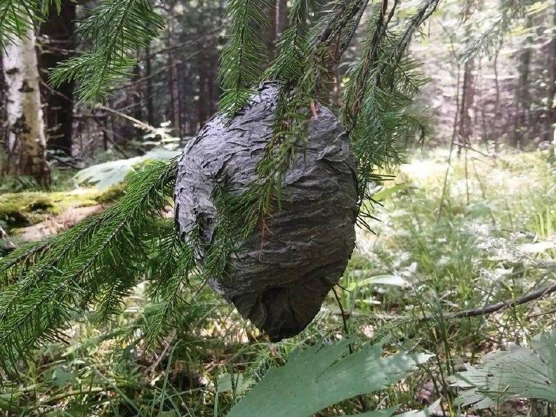 Туристов предупредили об опасности лесных ос на Байкале. В Прибайкальском...