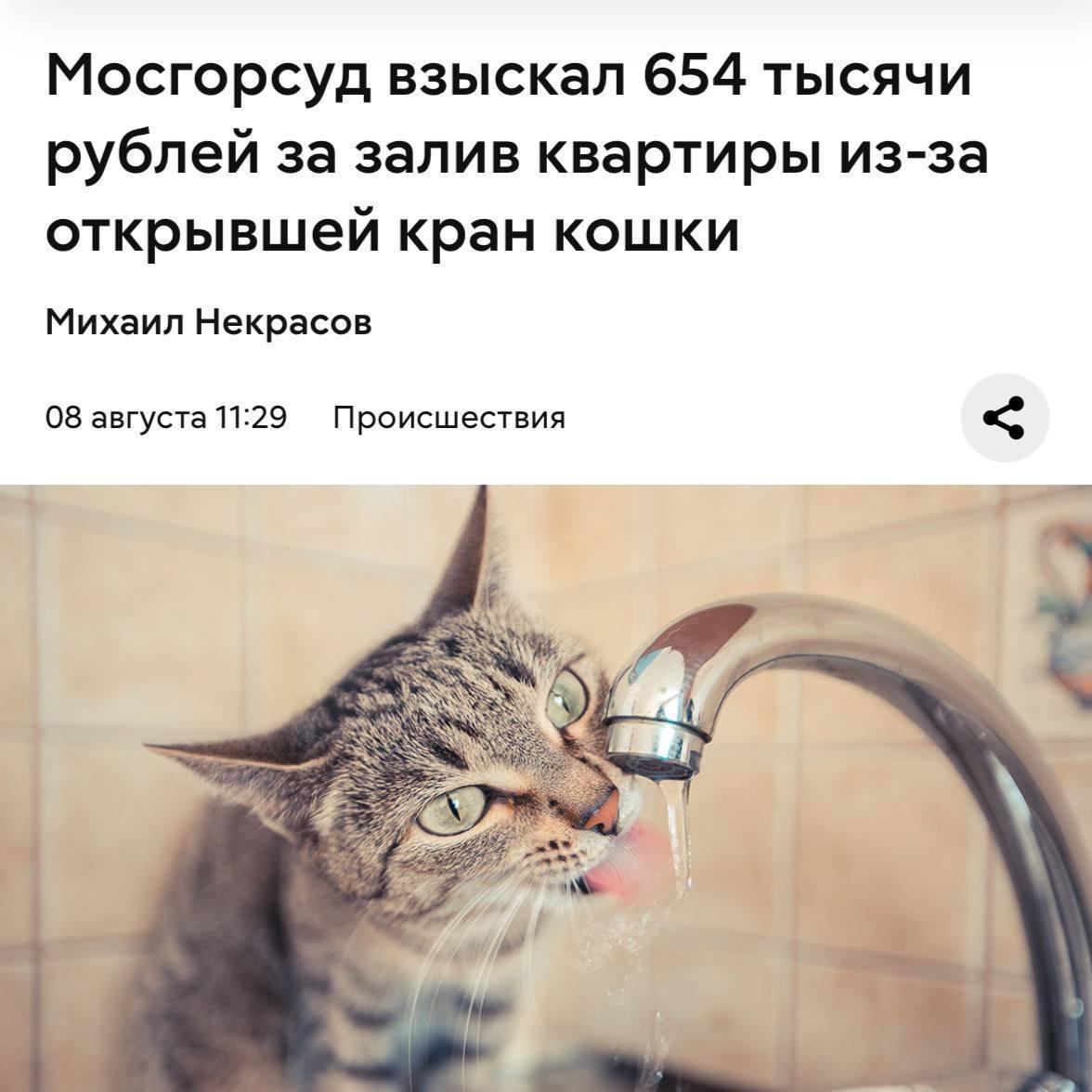 Кошка открыла кран и затопила соседей. Хозяину придётся заплатить 654 тыс. рублей.