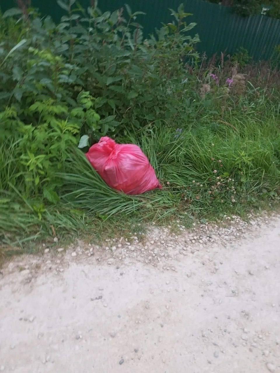 Голову кошки и пакет с ее останками обнаружила местная жительница в СНТ «Сигнал 2» в Лужском районе в Санкт-Петербурге.