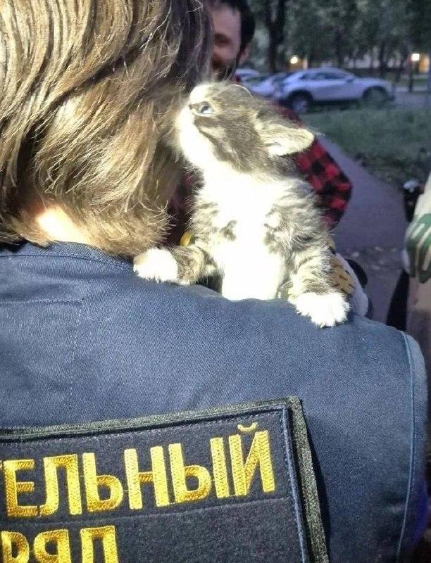 Спасатели достали двух котят, которые два дня назад застряли за обшивкой...