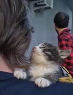 Спасатели достали двух котят, которые два дня назад застряли за обшивкой...