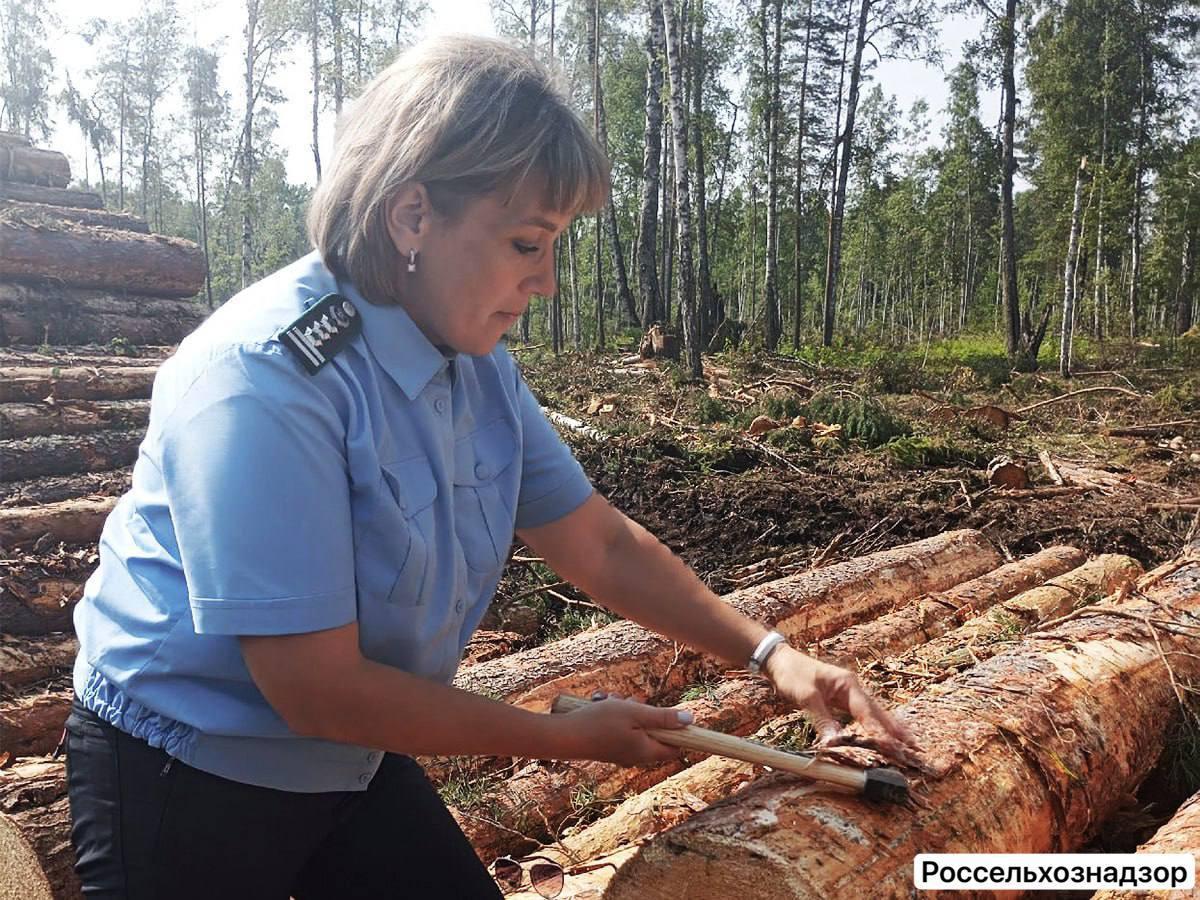 366 тысяч кубометров леса отправили на экспорт из Иркутской области за месяц