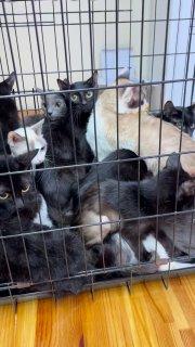 «Худые, испуганные, жались по углам»: волонтеры забрали 17 кошек из гостинки...