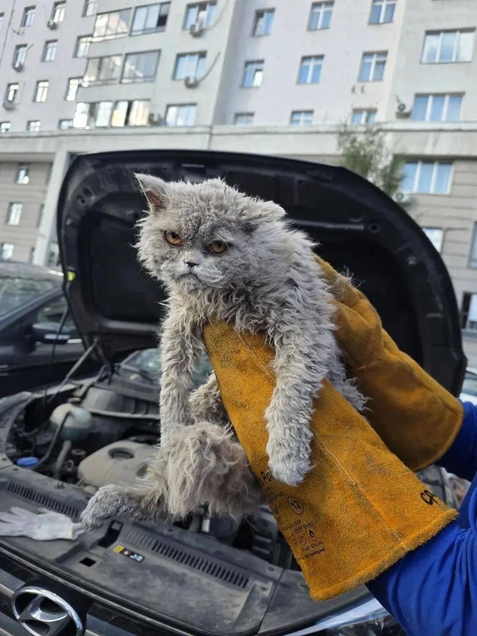 В Москве спасли кота с очень недовольной мордочкой.