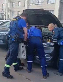 На улице Гризодубовой, 4, корп. 2 мужчина услышал мяуканье из-под капота...