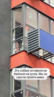 Москвичи спасли собаку, запертую на сутки на балконе в жару. Хозяин не...