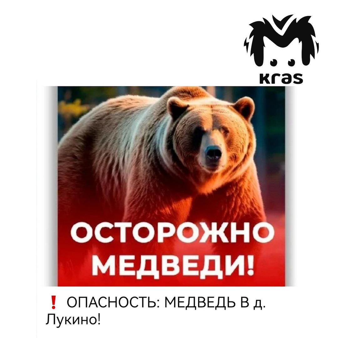 Мужчина сообщил о нападении медведя на своего друга у Маганска и пропал....