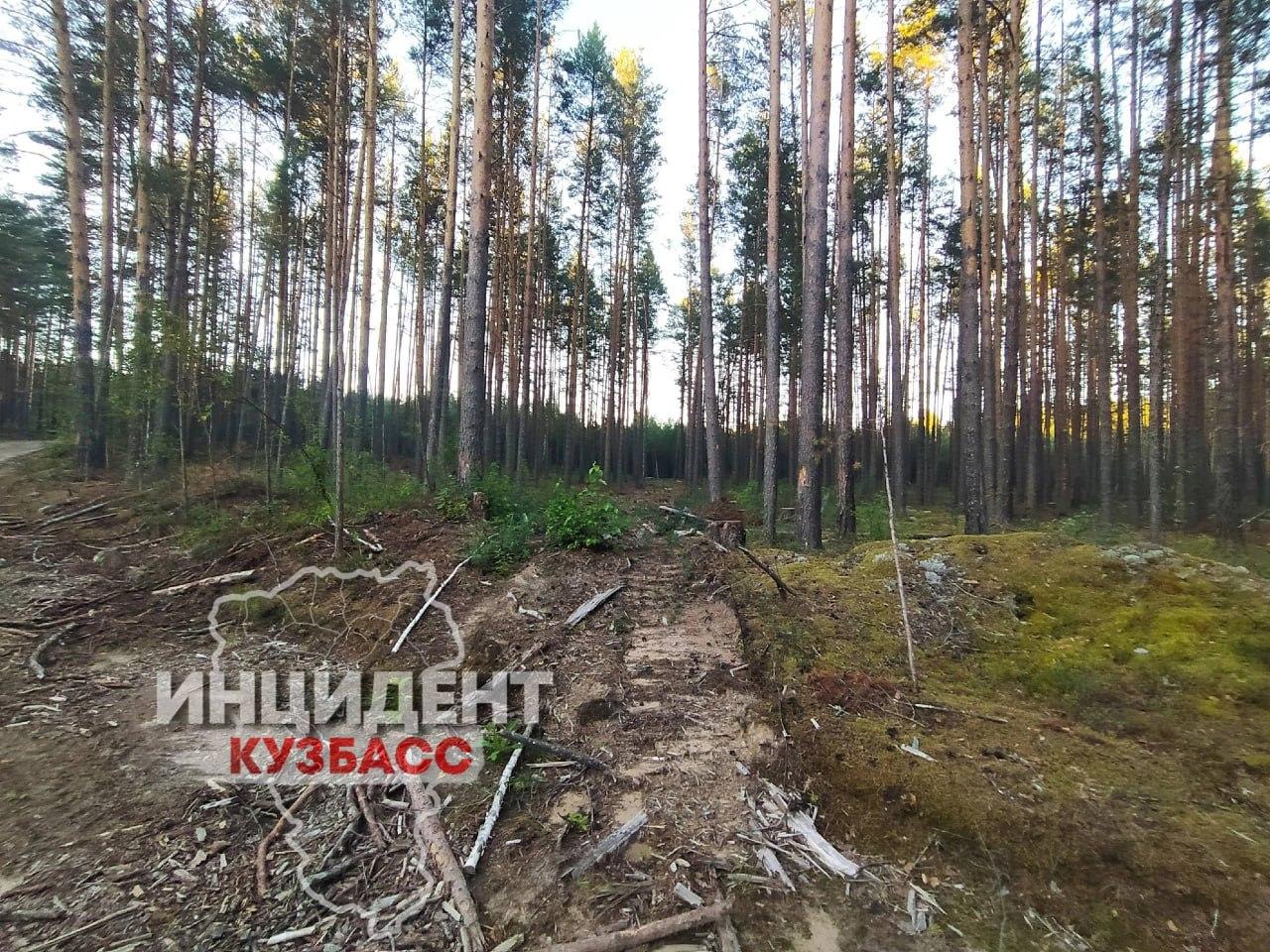 Читатель обнаружил вырубку леса на территории заказника «Нижне-Томский» в...