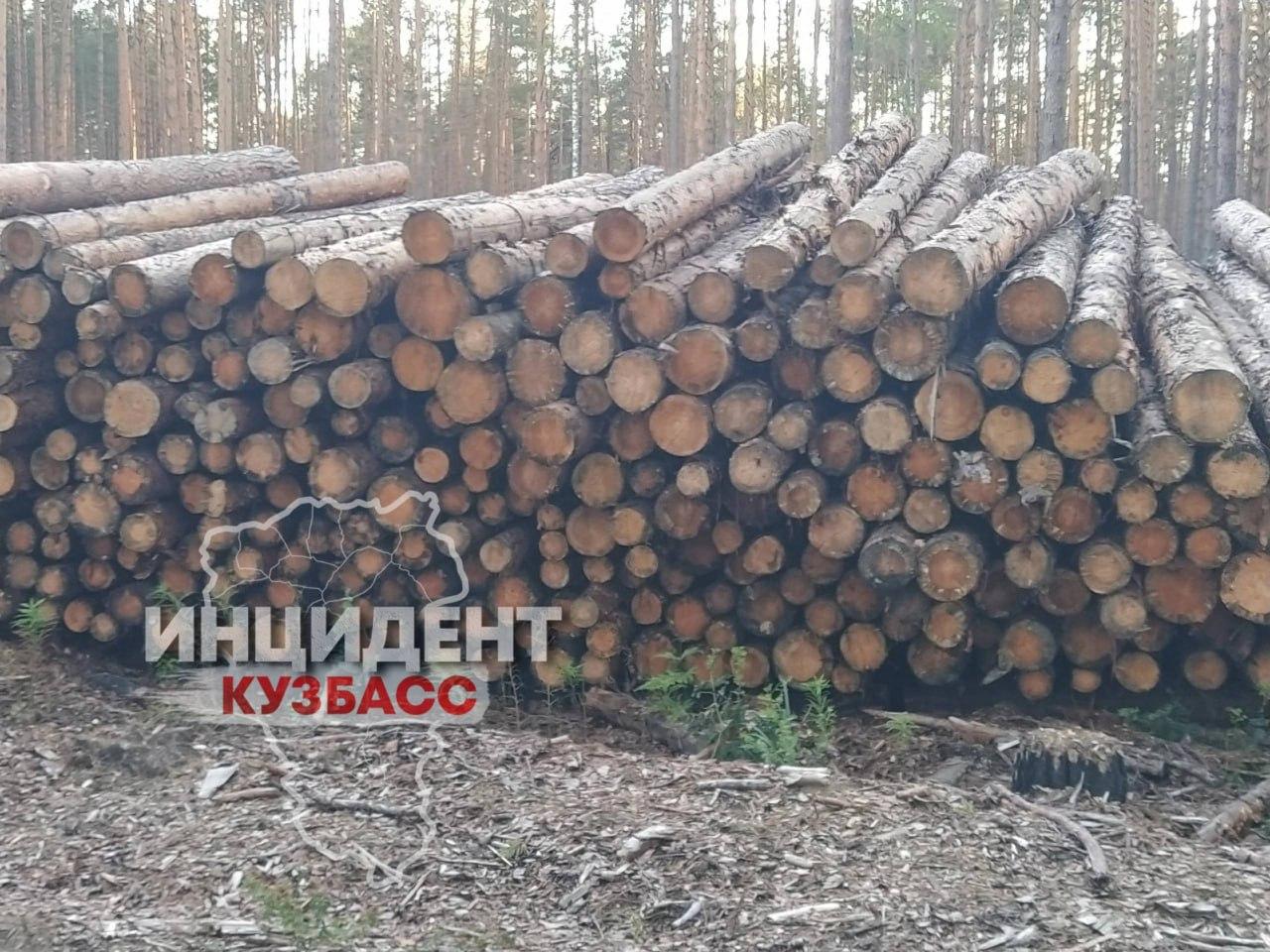 Читатель обнаружил вырубку леса на территории заказника «Нижне-Томский» в...