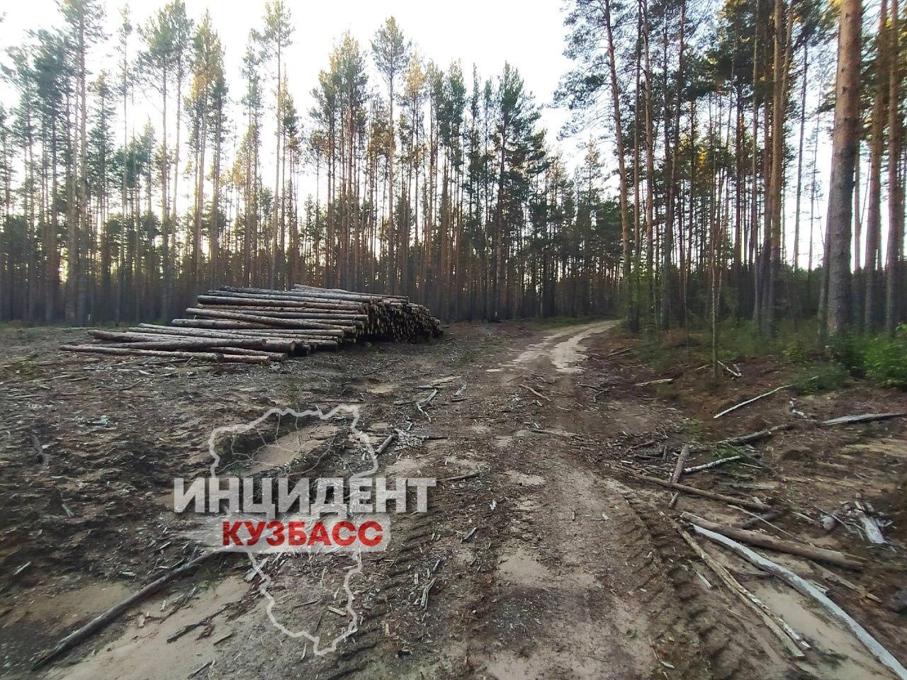 Читатель обнаружил вырубку леса на территории заказника «Нижне-Томский» в...