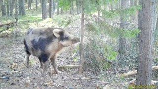 Кабан из Ленобласти нашёл любимую «чесалку»