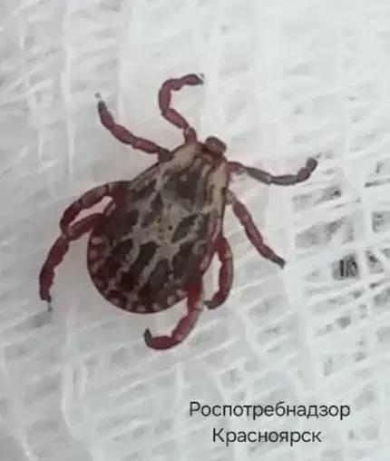 Клещи всё ещё не ушли на покой
