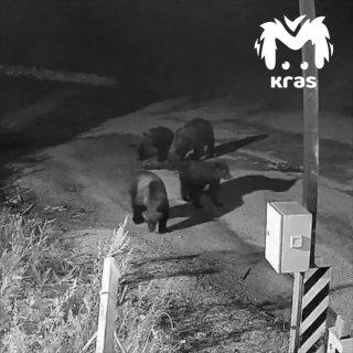 Медвежье ОПГ орудует под Красноярском. В СНТ «Восход-2» косолапые забрались...