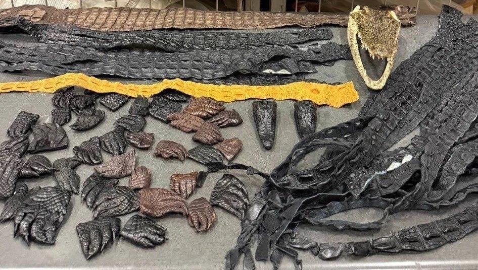 64 части крокодилов обнаружили таможенники в багаже россиянина, прилетевшего из Китая