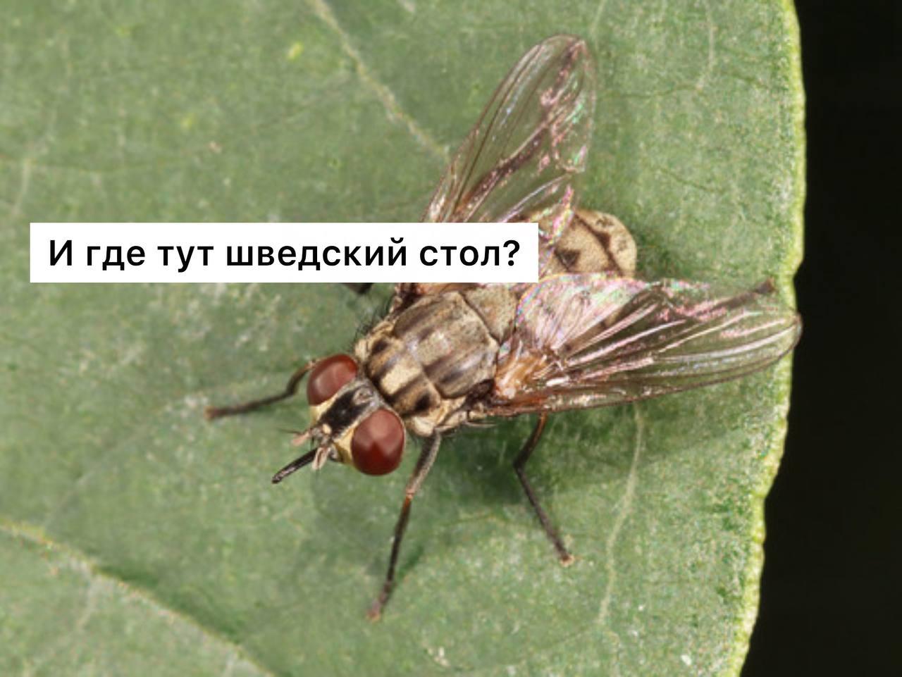 В Москве и Подмосковье сейчас активизировались осенние жигалки — мухи, внешне...