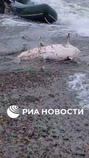 60-килограммовая акула попалась в сети рыбаков под Магаданом.