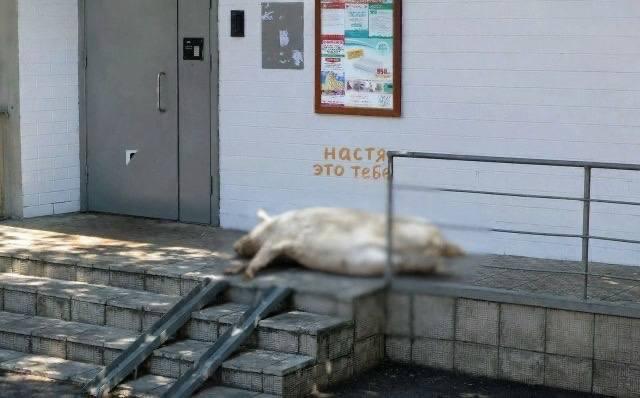 Пугающее послание для некой Насти в виде туши свиньи оставили на...