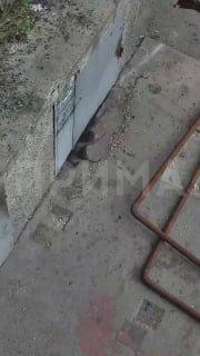 Крысы атаковали общежитие на Железнодорожников, 9