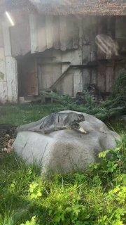 Любимец посетителей Московского зоопарка манул Тимофей в окружении свежей...