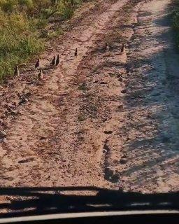 На «Оглахтах» туристы встретили семейство бородатых куропаток