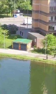 Брачный период начался у лосей в Подмосковье — приближаться к ним сейчас опасно.