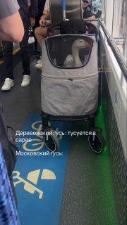 Гуся в коляске заметили в московском автобусе. 🇷🇺 Источник: ЧП МОСКВА