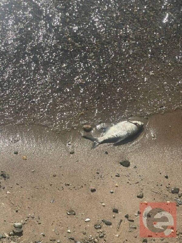 Берег Обского водохранилища завалило мёртвой рыбой