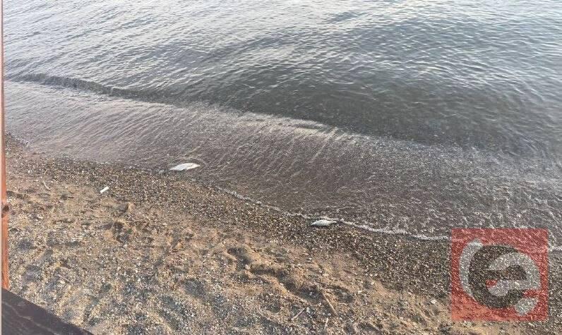 Берег Обского водохранилища завалило мёртвой рыбой