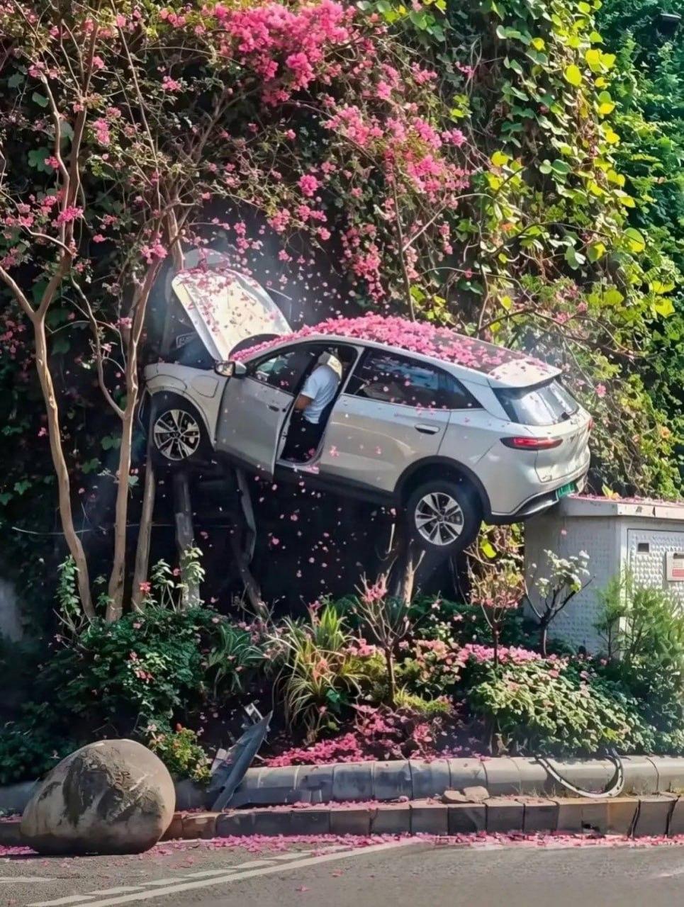 В китайском Чунцине засняли самое красивое ДТП — водитель внедорожника не справился с управлением, вылетел с дороги и каким-то образом застрял между электрощитком и цветущими деревьями.