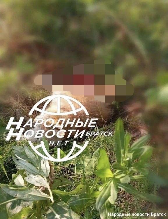 Медведь держит в страхе жителей поселка Наратай в Братском районе Хищник...