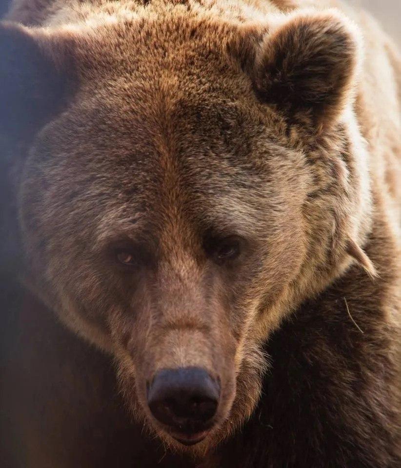 Обстановка с выходом медведей в Абазе ухудшается. Об этом сообщила глава...