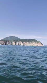 Туристы терроризируют косаток с детенышами ради красивых фото на Камчатке