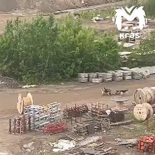 Огромная стая собак на Судостроителей пугает местных. Отловщики туда не...