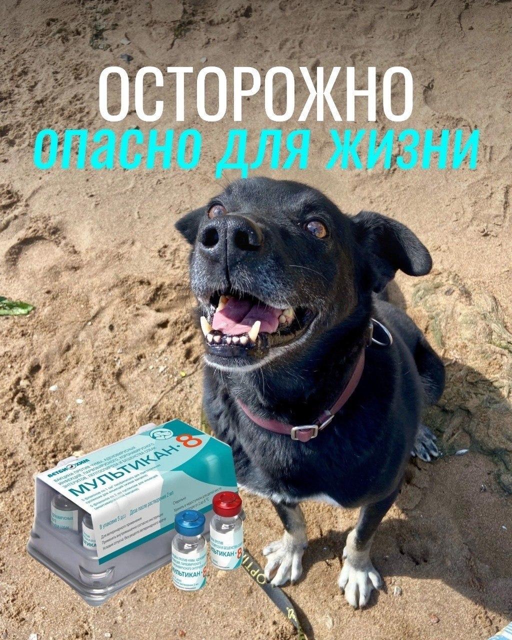 Сотни собак по всей России оказались при смерти после прививки от бешенства «Мультикан-8» — питомцев рвало кровью, обезвоживало диареей и сжигало изнутри высокой температурой, пишут СМИ.