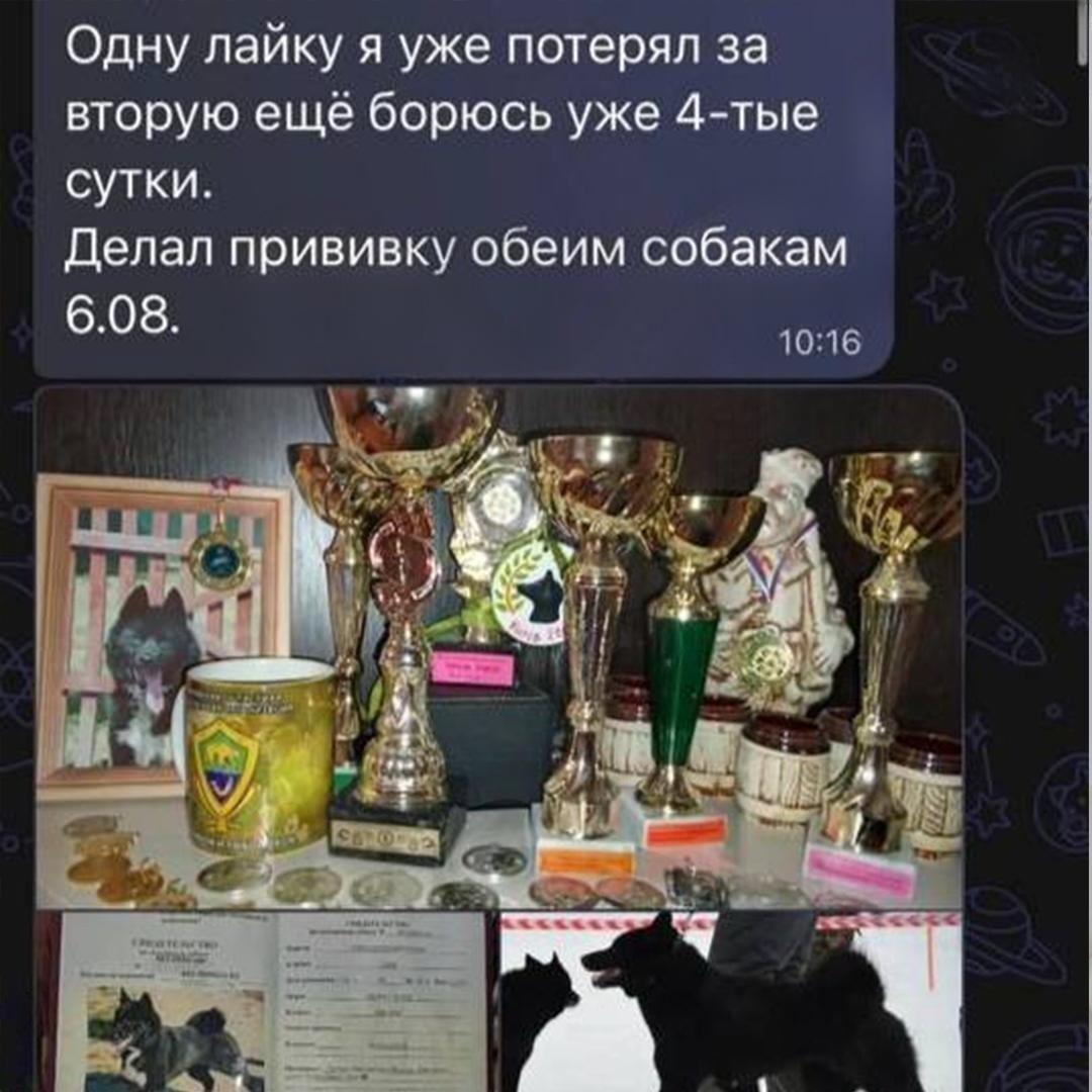 Сотни собак по всей России оказались при смерти после прививки от бешенства «Мультикан-8» — питомцев рвало кровью, обезвоживало диареей и сжигало изнутри высокой температурой, пишут СМИ.