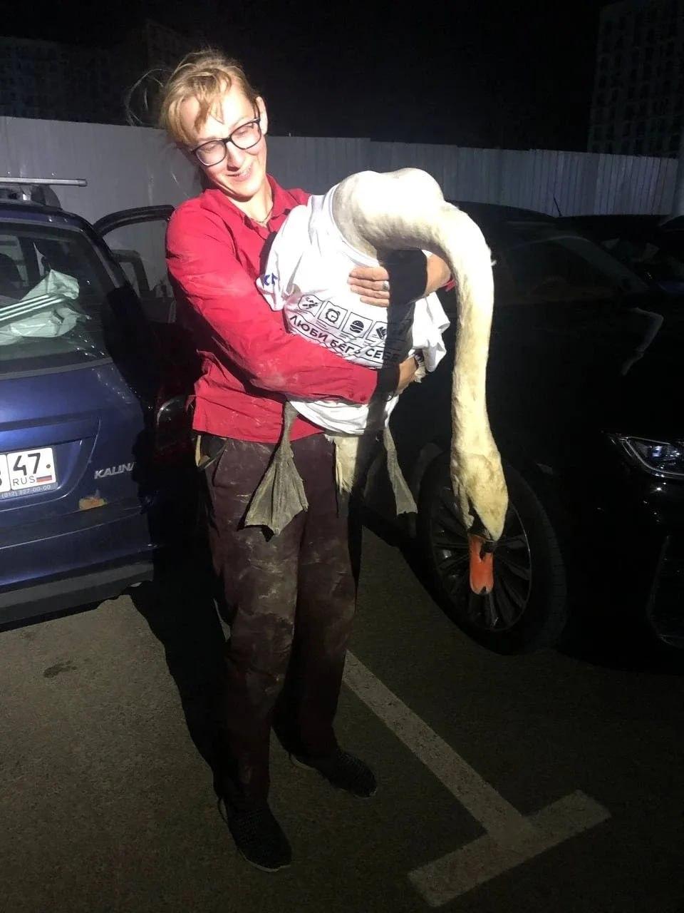 Травмированного лебедя спасли со стройки в Мурино