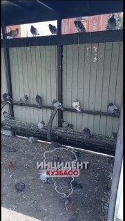 Самую загаженную остановку Кузбасса нашли в Кемерово. Интересно, после такого...