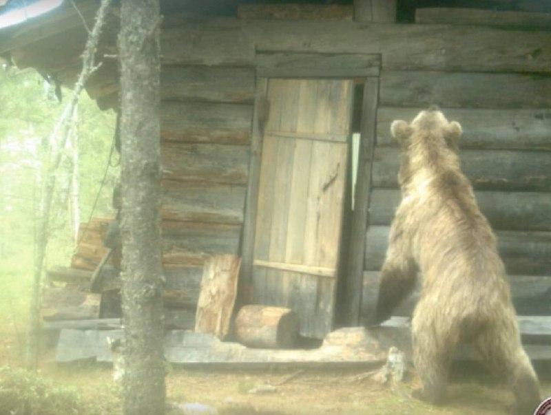Медведь напал на двух пенсионеров в Тайшетском округе: один из пострадавших в...