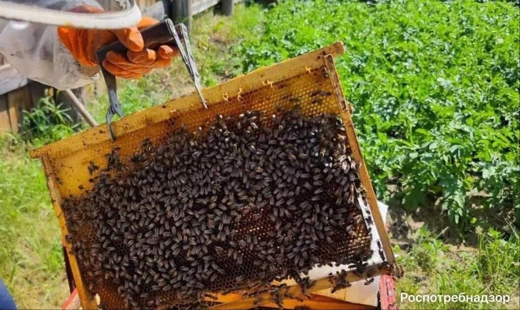 После массовой гибели пчёл в Красноярском крае выявили нарушения при...