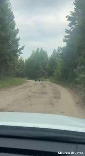 Медвежат заметили на популярном прогулочном острове Зуй в Братске Очевидец...
