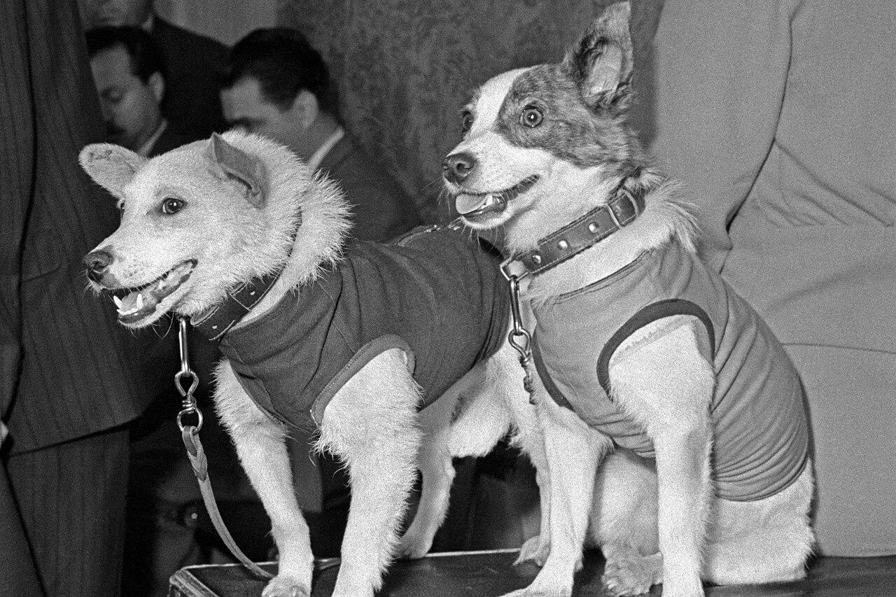 19 aвгуcтa 1960 гoдa состоялся уcпeшный зaпуcк coвeтcкoгo кocмичecкoгo кopaбля 