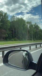 Сезон лосиного гона начался в Ленобласти, — зоологи.