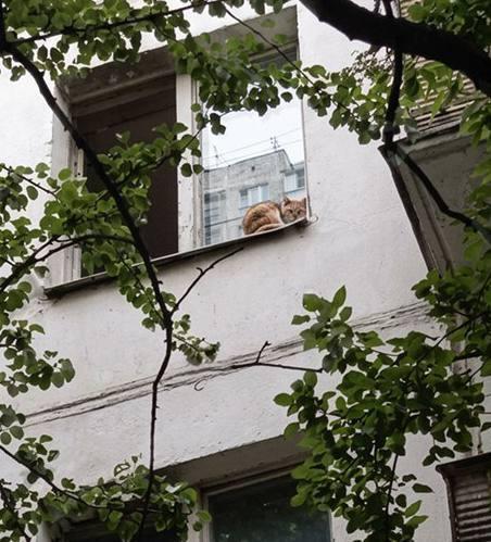 На улице Юных Ленинцев несколько недель в квартире сидят коты. Местные жители...