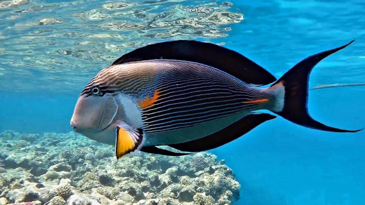 Российской туристке разрезало ногу во время плаванья в море в Турции —...