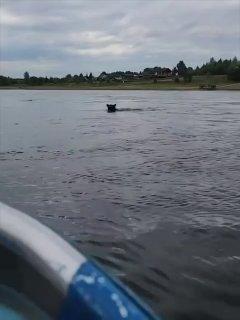 Медведь приплыл в деревню под Енисейском. В Галанино, селе по дороге в...