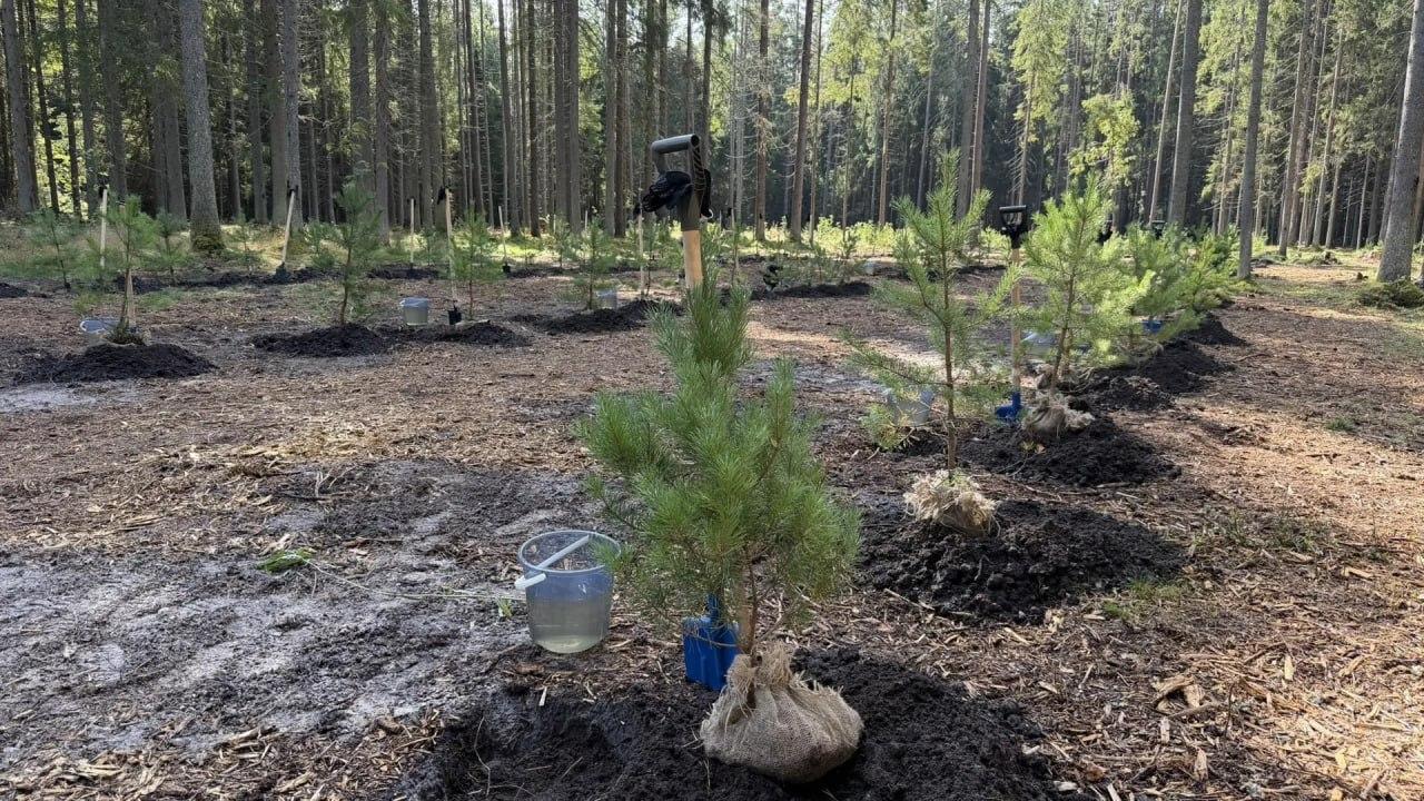 В Петербурге восстанавливают лес в заказнике «Озеро Щучье» В петербургском...