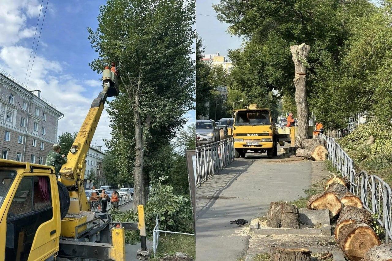 Черёмуховая аллея появится на Плахотного вместо металлического забора